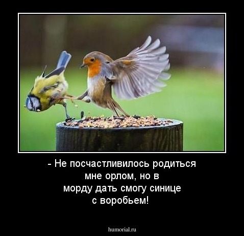 - Не посчастливилось родиться мне орлом, но в морду дать смогу синице с воробьем!