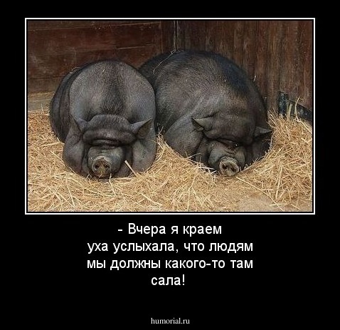 - Вчера я краем уха услыхала, что людям мы должны какого-то там сала!