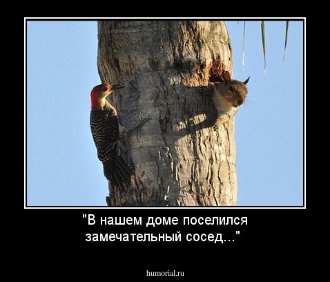 "В нашем доме поселился замечательный сосед..."