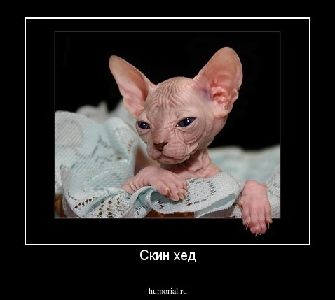 Скин хед