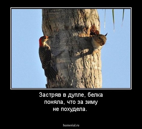 Застряв в дупле, белка поняла, что за зиму не похудела.