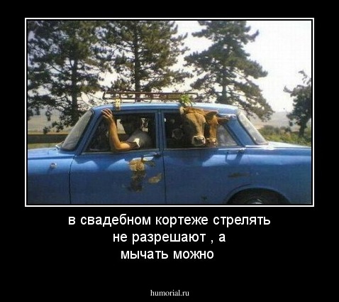 в свадебном кортеже стрелять не разрешают , а мычать можно
