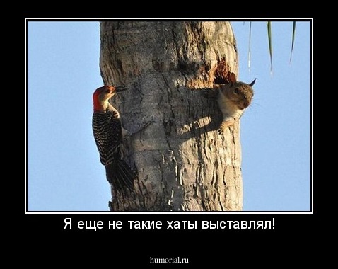 Я еще не такие хаты выставлял!