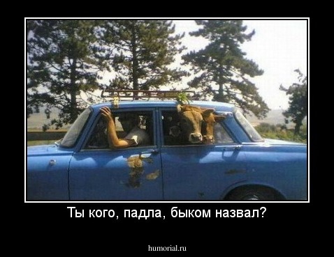 Ты кого, падла, быком назвал?