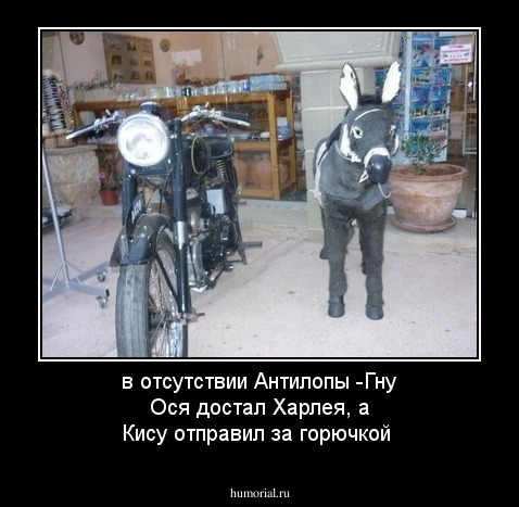 в отсутствии Антилопы -Гну  Ося достал Харлея, а Кису отправил за горючкой