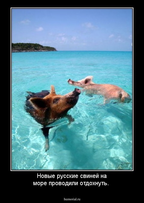 Новые русские свиней на море проводили отдохнуть.
