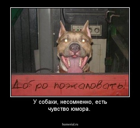 У собаки, несомненно, есть чувство юмора.