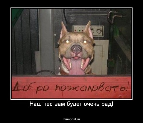 Наш пес вам будет очень рад!