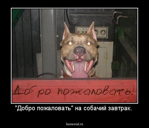 "Добро пожаловать" на собачий завтрак. 