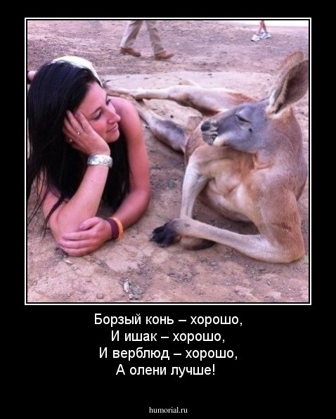 Борзый конь – хорошо,
И ишак – хорошо,
И верблюд – хорошо,
А олени лучше!
