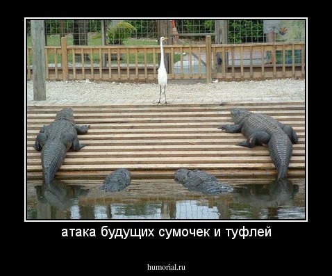 атака будущих сумочек и туфлей