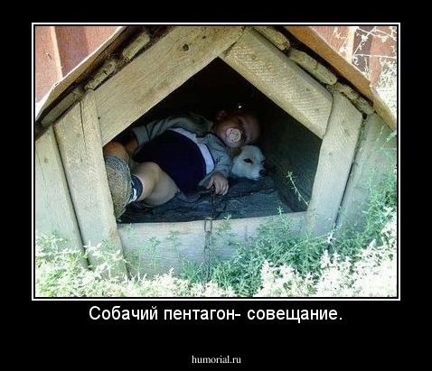 Собачий пентагон- совещание.