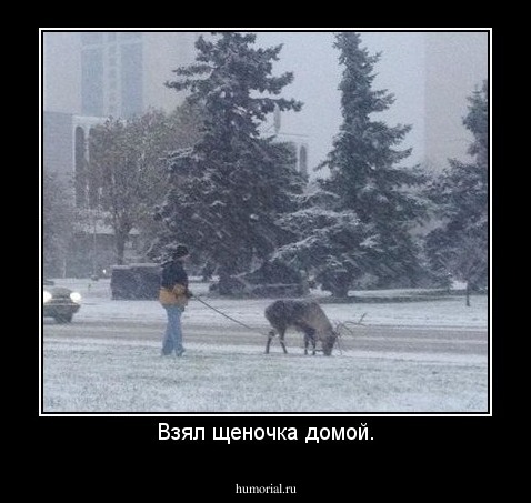 Взял щеночка домой.