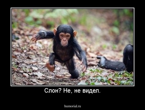 Слон? Не, не видел.