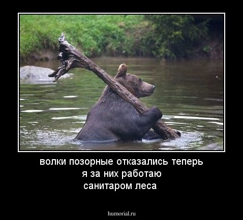 волки позорные отказались теперь я за них работаю санитаром леса