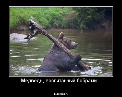 Медведь, воспитанный бобрами...