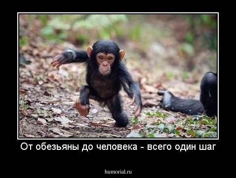 От обезьяны до человека - всего один шаг