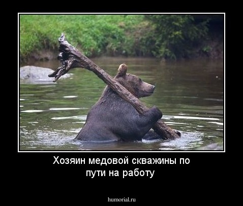Хозяин медовой скважины по пути на работу