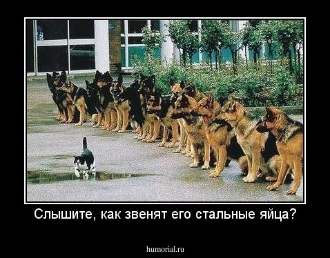 Слышите, как звенят его стальные яйца?