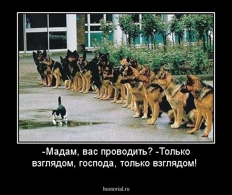-Мадам, вас проводить?
-Только взглядом, господа, только взглядом!