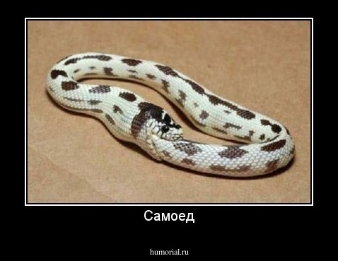 Самоед