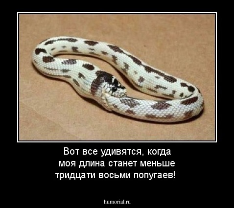 Вот все удивятся, когда моя длина станет меньше тридцати восьми попугаев!