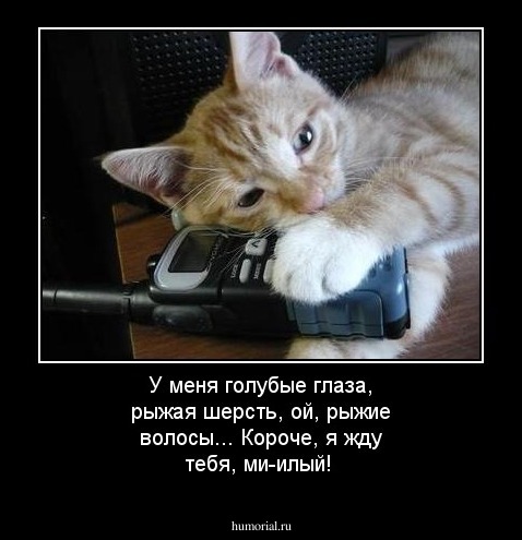 У меня голубые глаза, рыжая шерсть, ой, рыжие волосы... Короче, я жду тебя, ми-илый!
