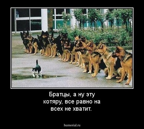 Братцы, а ну эту котяру, все равно на всех не хватит.