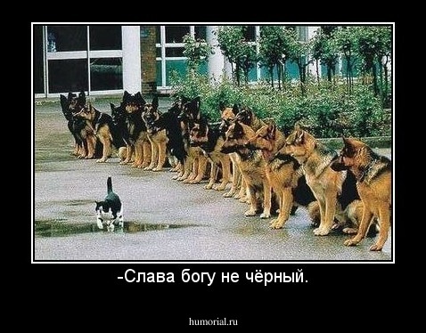 -Слава богу не чёрный.