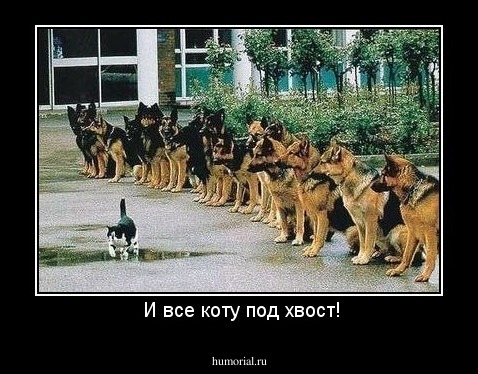  И все коту под хвост!