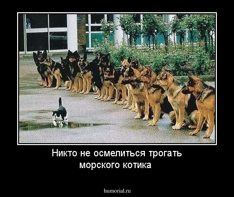 Никто не осмелиться трогать морского котика