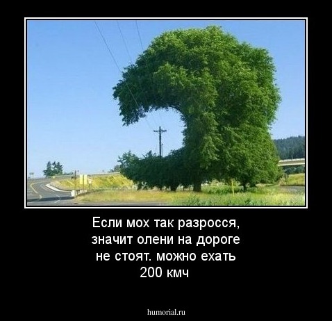 Если мох так разросся, значит олени на дороге не стоят. можно ехать 200 кмч