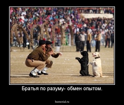 Братья по разуму- обмен опытом.