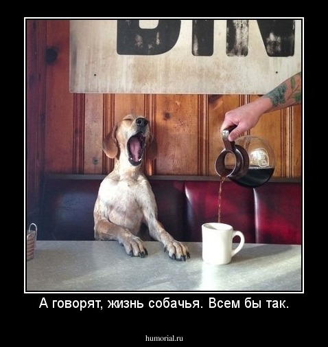 А говорят, жизнь собачья. Всем бы так.