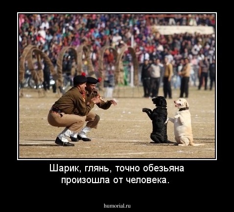 Шарик, глянь, точно обезьяна произошла от человека.