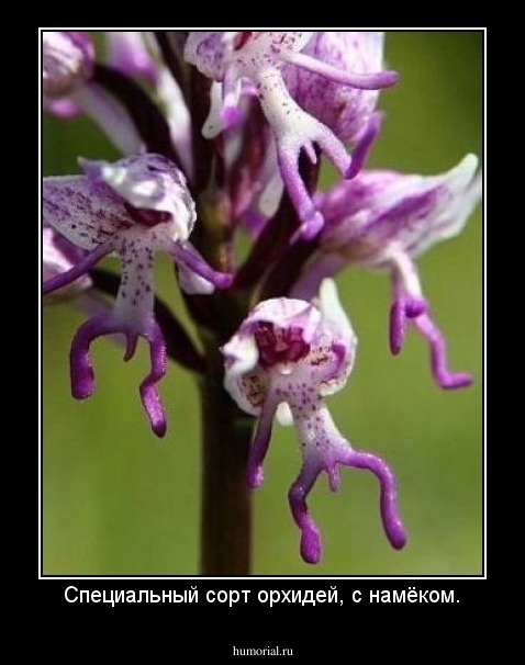 Специальный сорт орхидей, с намёком.