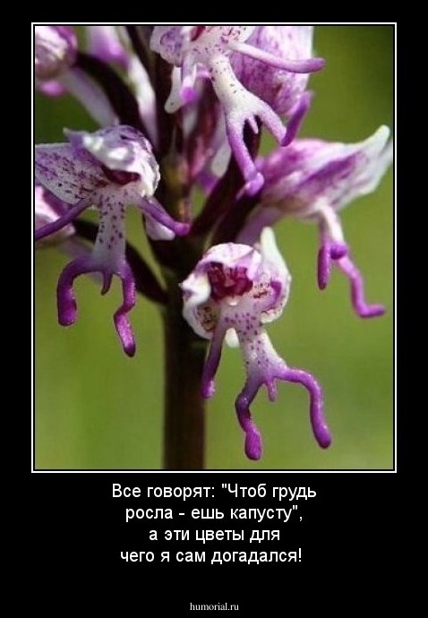 Все говорят: "Чтоб грудь росла - ешь  капусту", а эти цветы для чего я сам догадался!