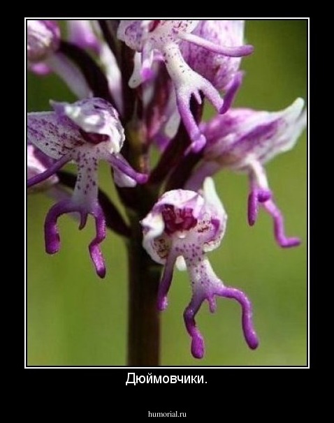 Дюймовчики.