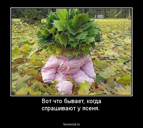 Вот что бывает, когда спрашивают у ясеня.