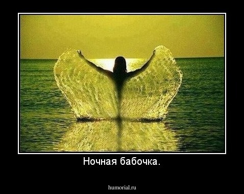 Ночная бабочка.