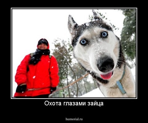 Охота глазами зайца