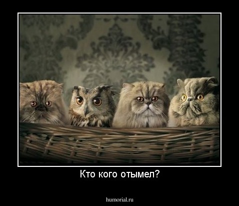 Кто кого отымел?