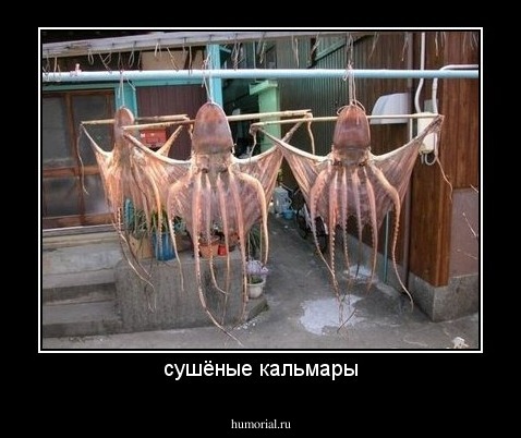 сушёные кальмары