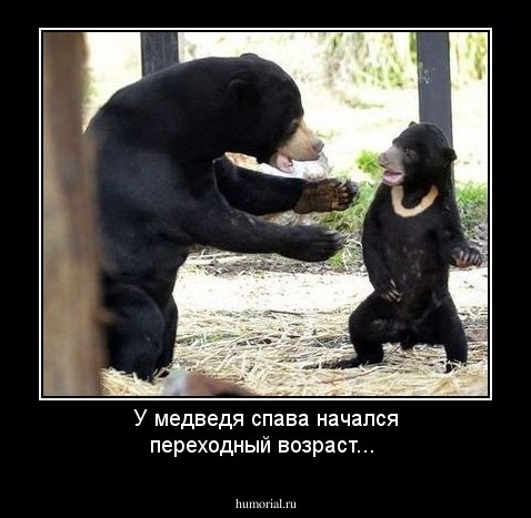 У медведя спава начался переходный возраст...