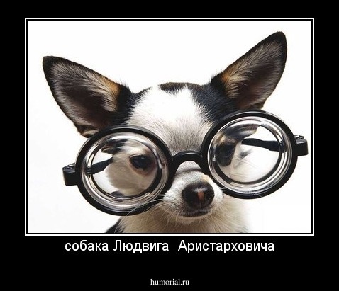 собака Людвига  Аристарховича