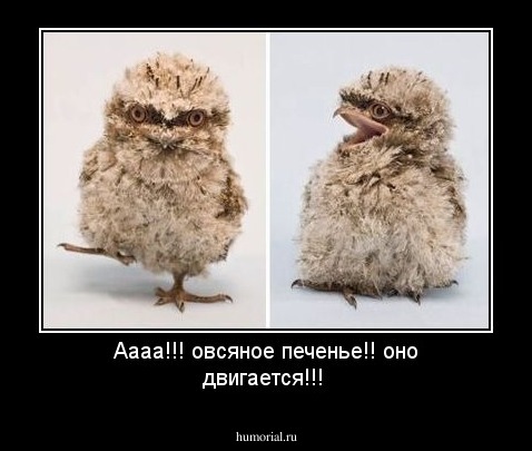 Аааа!!! овсяное печенье!! оно двигается!!!