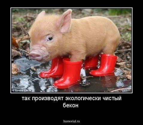 так производят экологически чистый бекон