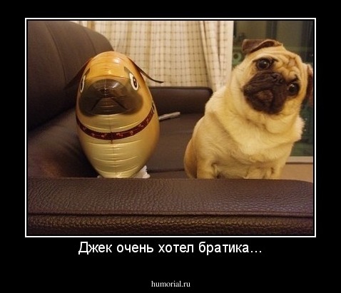 Джек очень хотел братика...