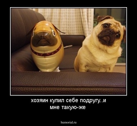 хозяин купил себе подругу..и мне такую-же