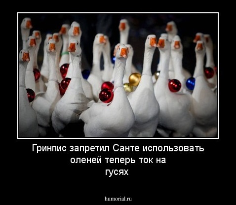 Гринпис запретил Санте использовать оленей теперь ток на гусях